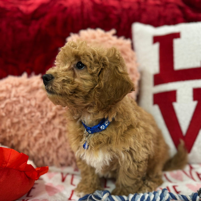 Vance (Bichon Poodle)