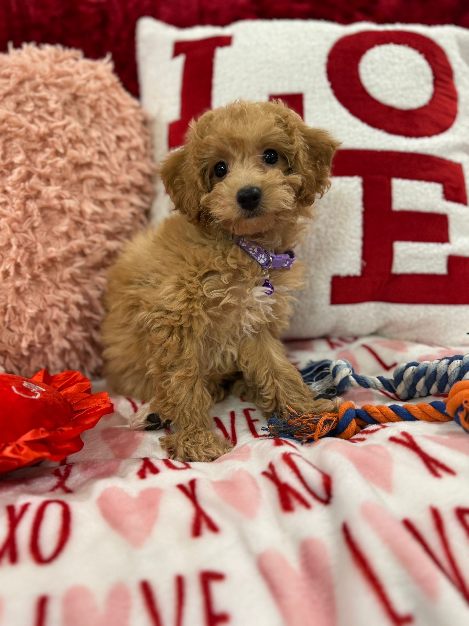 Vanessa (Bichon Poodle)