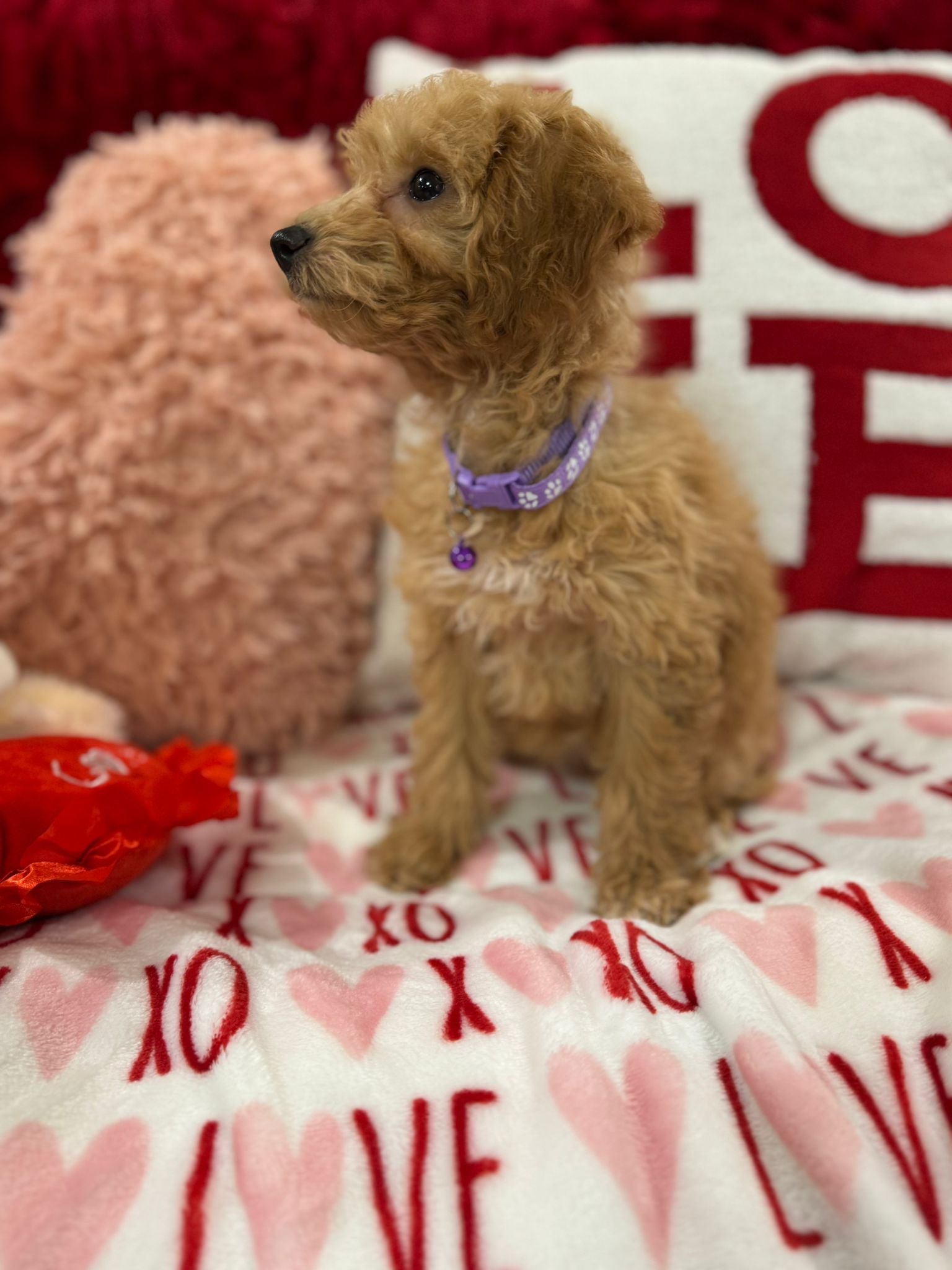 Vanessa (Bichon Poodle)