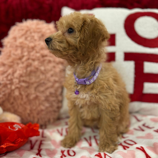 Vanessa (Bichon Poodle)