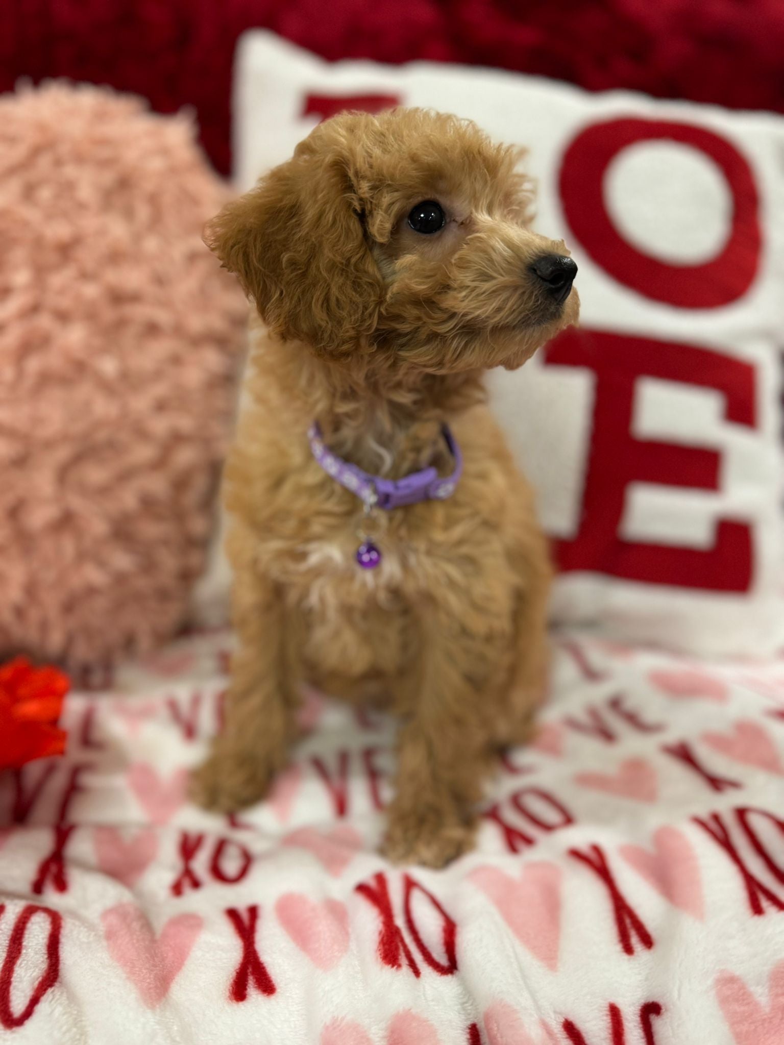 Vanessa (Bichon Poodle)