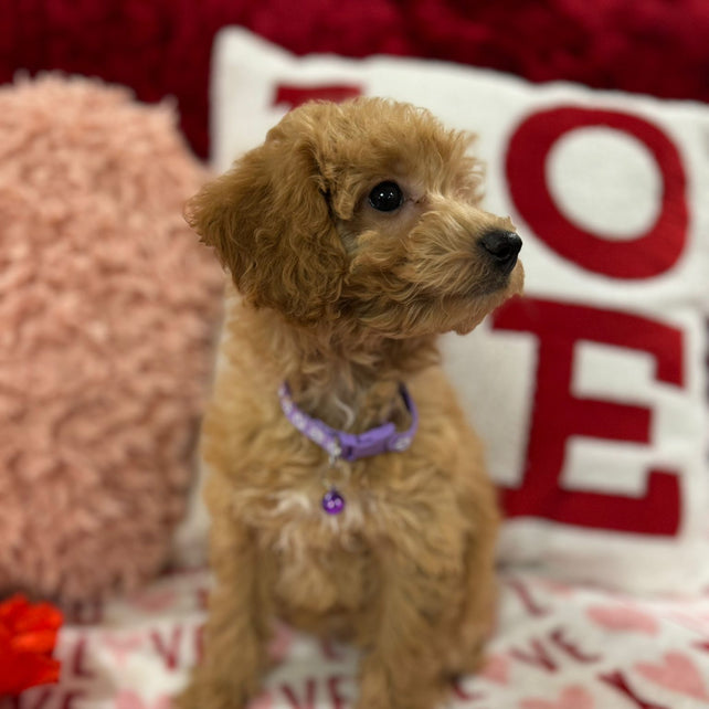 Vanessa (Bichon Poodle)