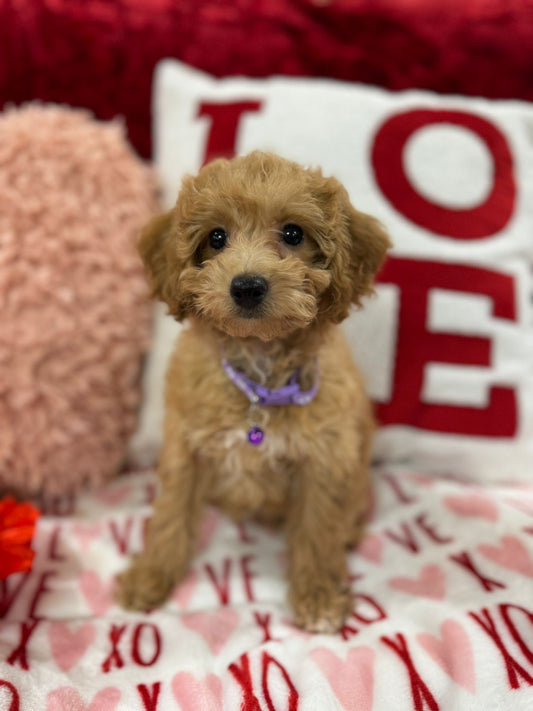 Vanessa (Bichon Poodle)