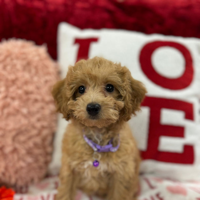 Vanessa (Bichon Poodle)