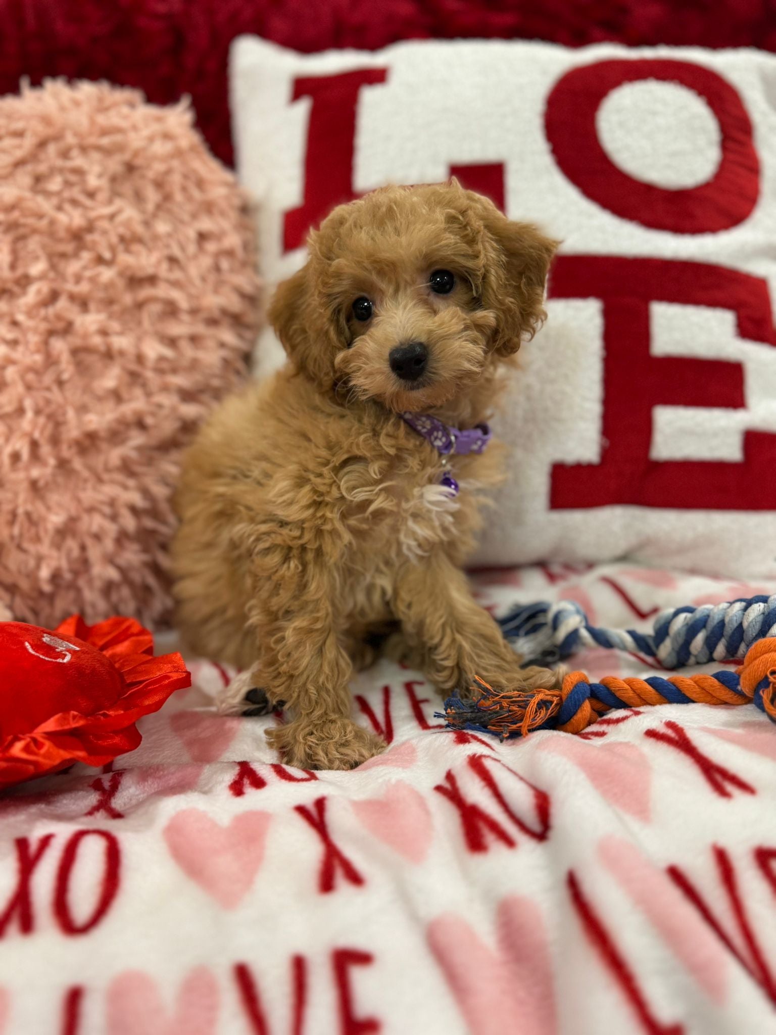 Vanessa (Bichon Poodle)