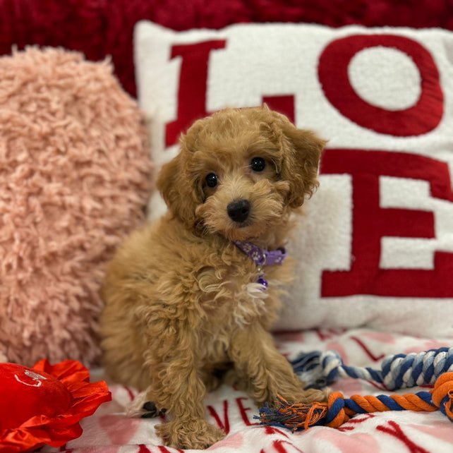 Vanessa (Bichon Poodle)