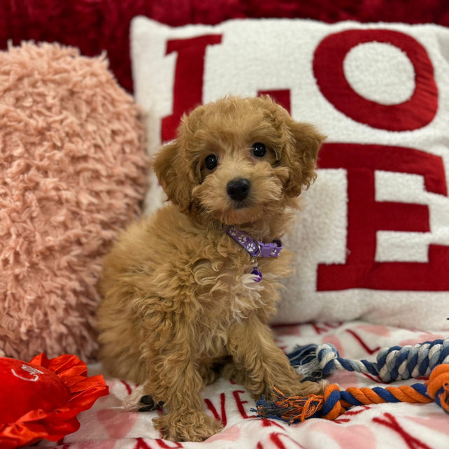 Vanessa (Bichon Poodle)