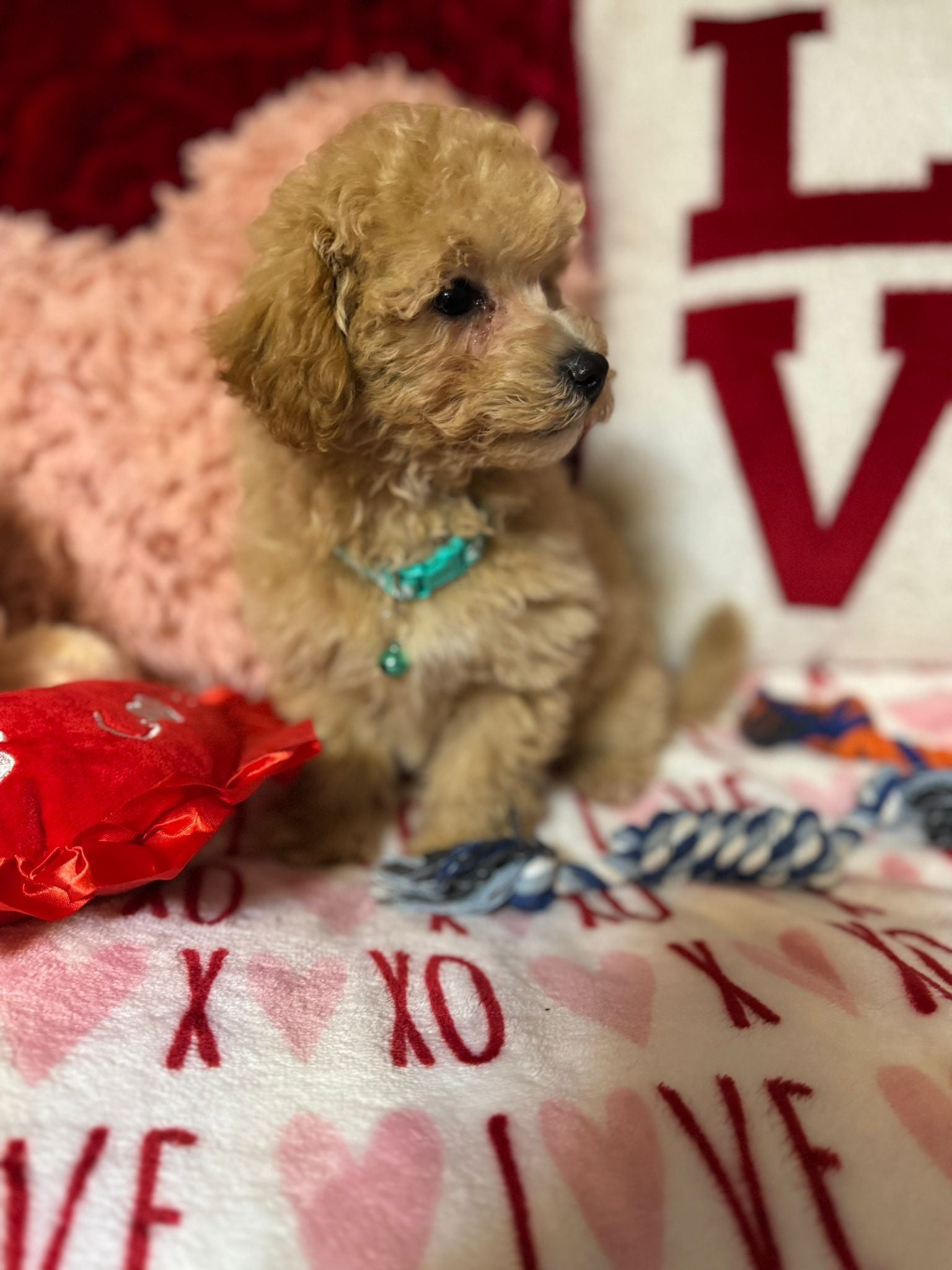 Vito (Toy/Bichon Poodle)