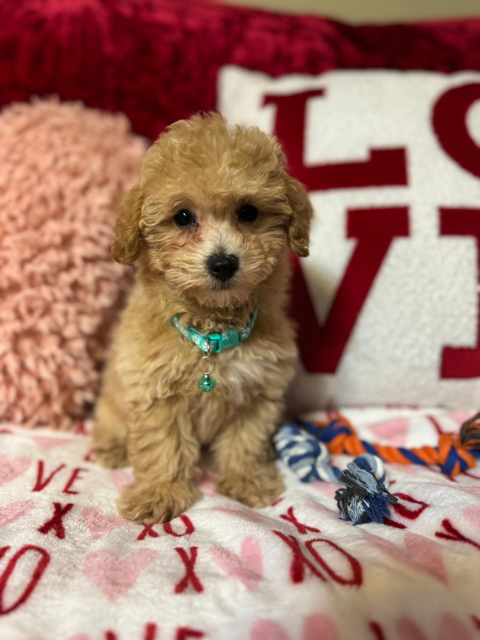 Vito (Toy/Bichon Poodle)