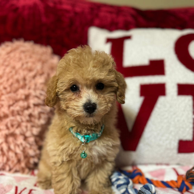 Vito (Toy/Bichon Poodle)