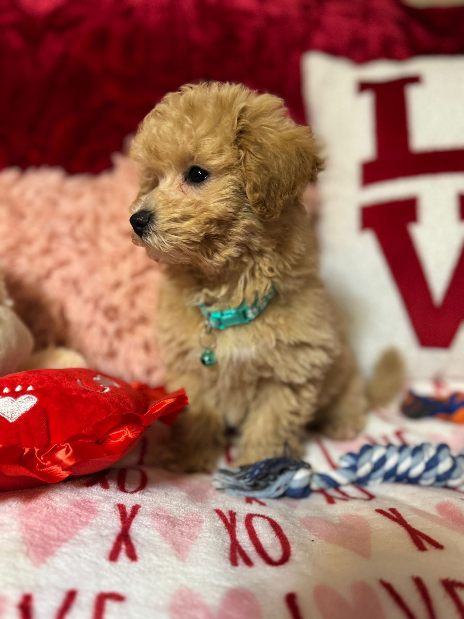 Vito (Toy/Bichon Poodle)