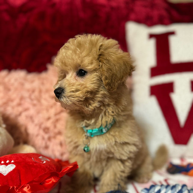 Vito (Toy/Bichon Poodle)