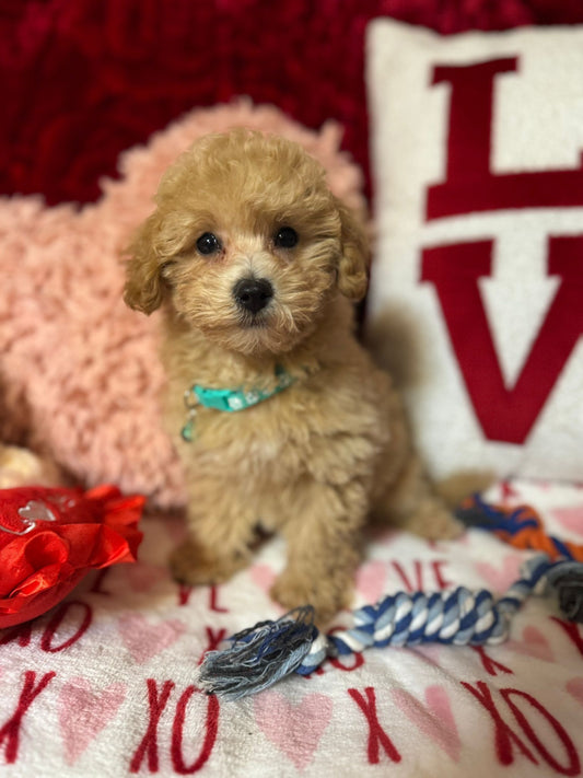 Vito (Toy/Bichon Poodle)