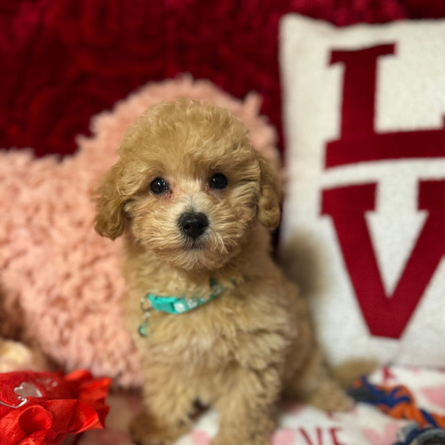 Vito (Toy/Bichon Poodle)