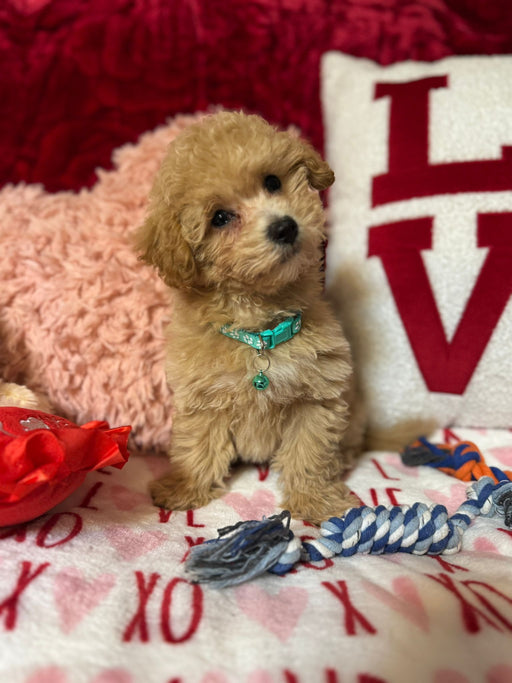 Vito (Toy/Bichon Poodle)