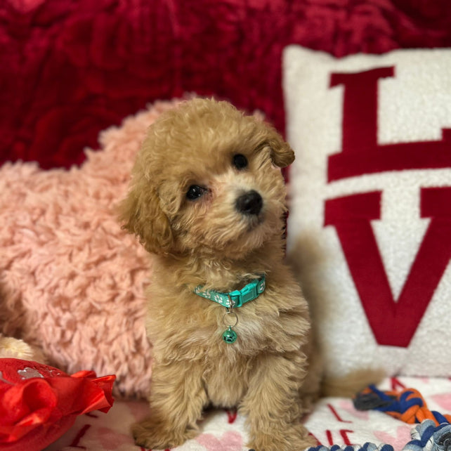 Vito (Toy/Bichon Poodle)