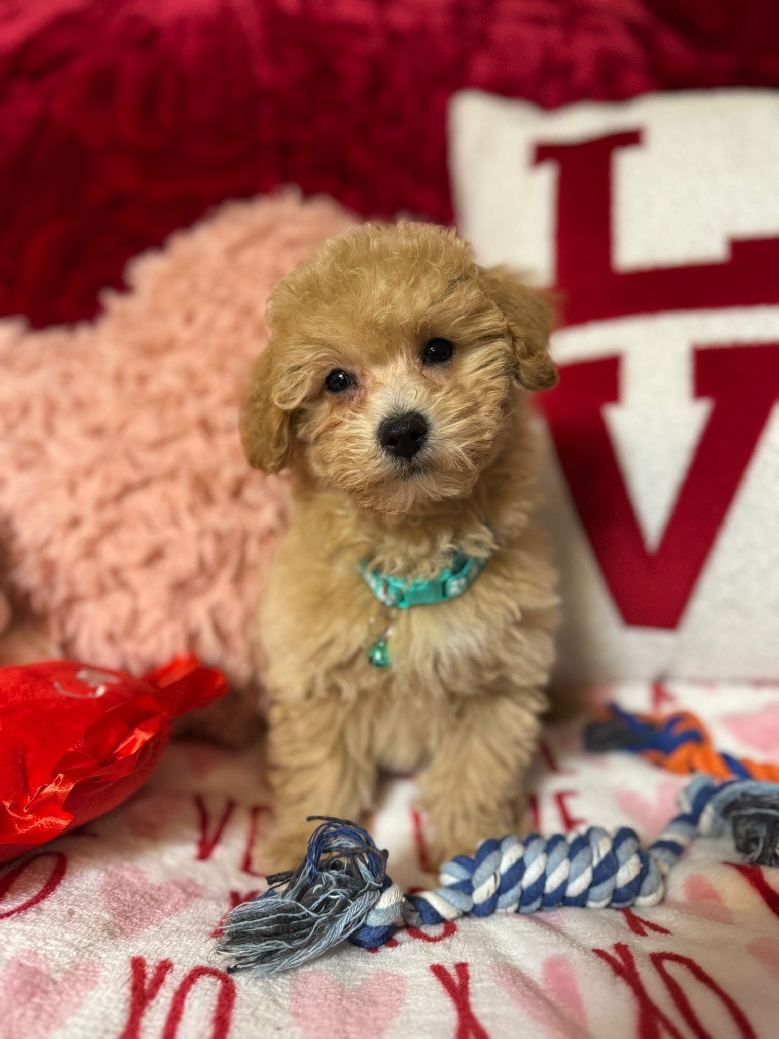 Vito (Toy/Bichon Poodle)