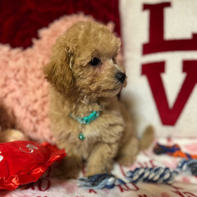 Vito (Toy/Bichon Poodle)