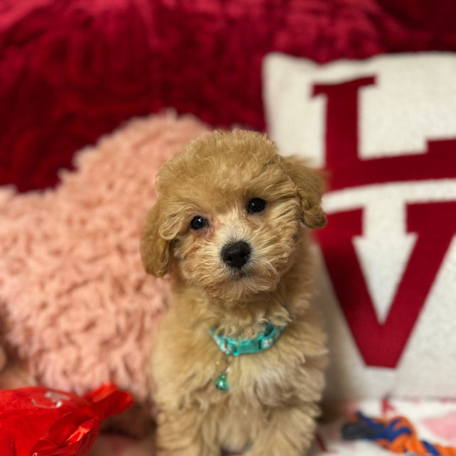 Vito (Toy/Bichon Poodle)