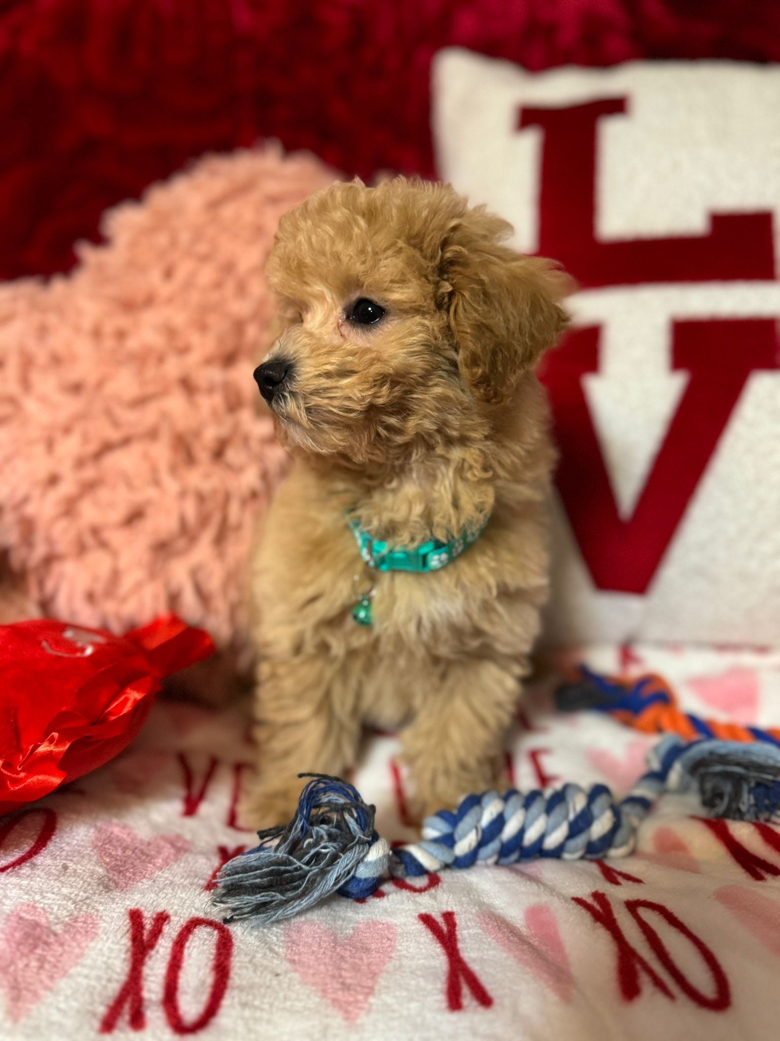 Vito (Toy/Bichon Poodle)