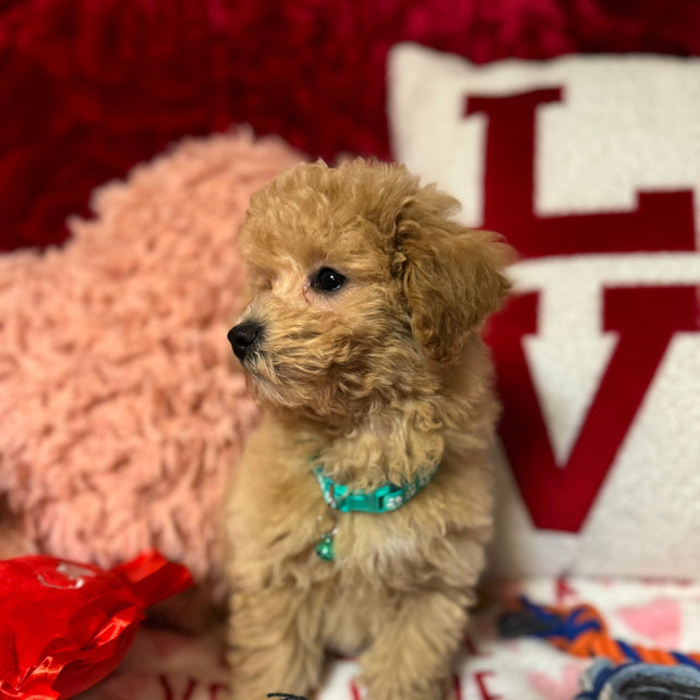 Vito (Toy/Bichon Poodle)