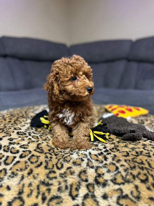 Jack  (Toy Poodle)