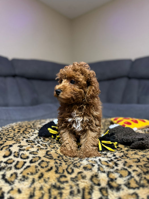 Jack  (Toy Poodle)