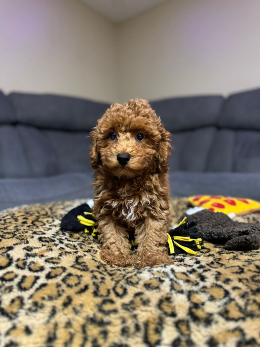 Jack  (Toy Poodle)