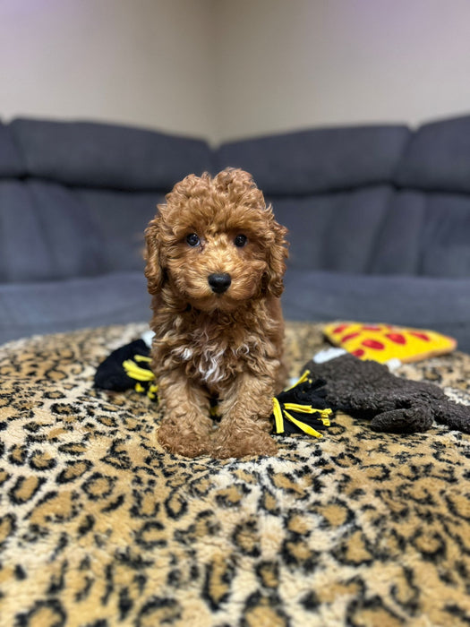 Jack  (Toy Poodle)