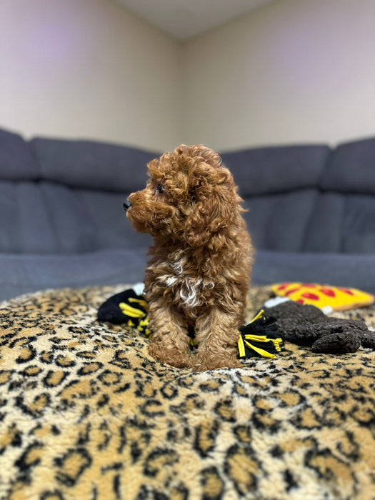 Jack  (Toy Poodle)