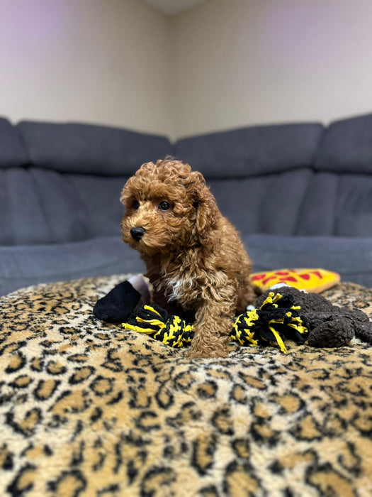 Jack  (Toy Poodle)