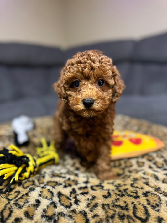 Gus (Toy Poodle)