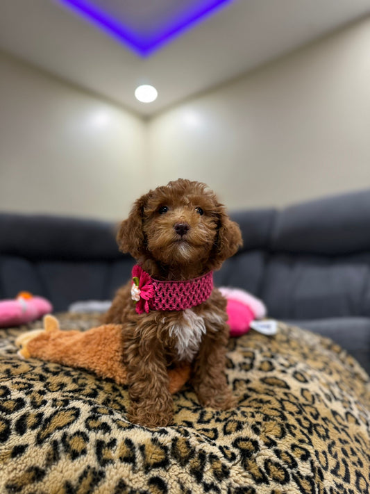 TINA (Toy/Mini Poodle)