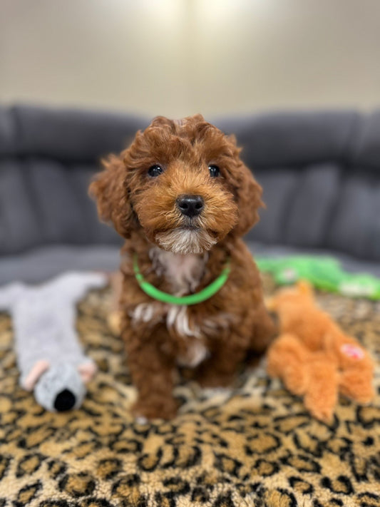 Toby (Toy/Mini Poodle)