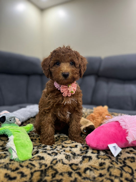 Tasha (Toy/Mini Poodle)