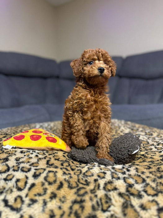 Graham (Toy Poodle)