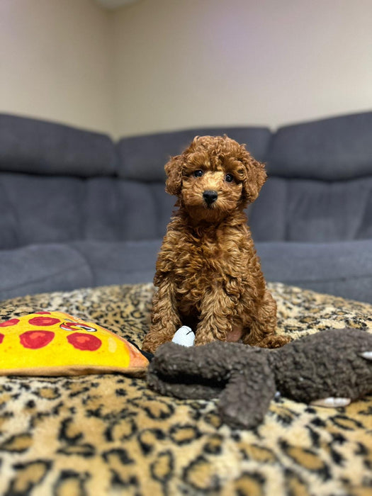 Graham (Toy Poodle)