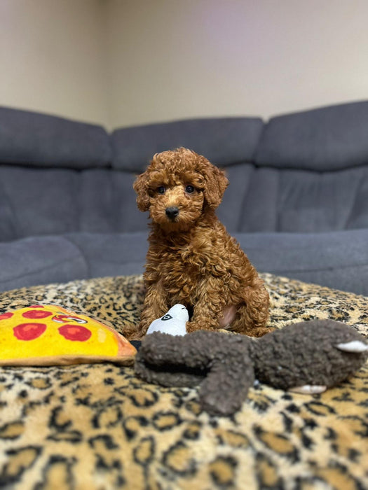 Graham (Toy Poodle)