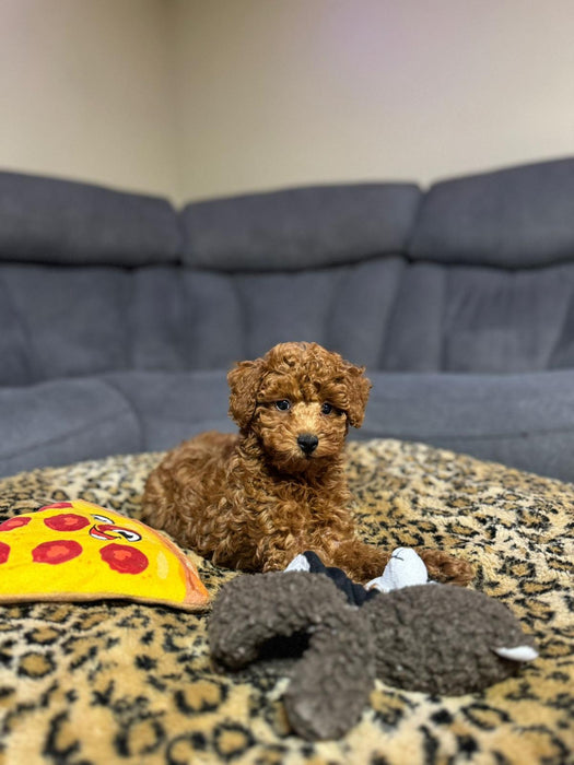 Graham (Toy Poodle)