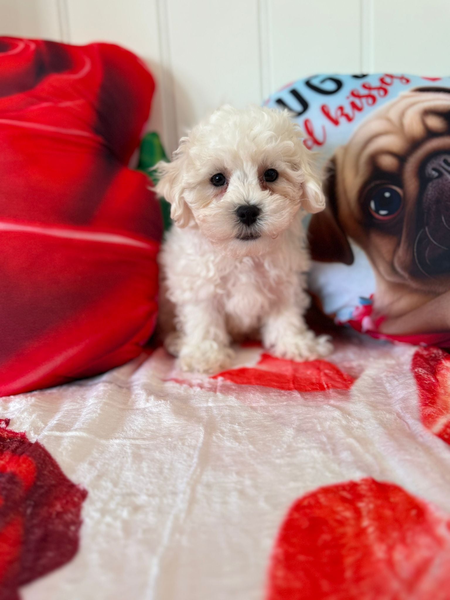 Yandel (Bichon Frise)