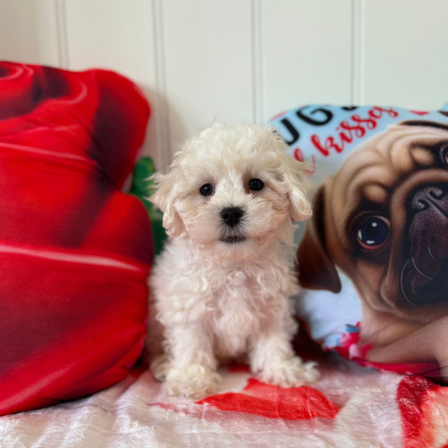 Yandel (Bichon Frise)