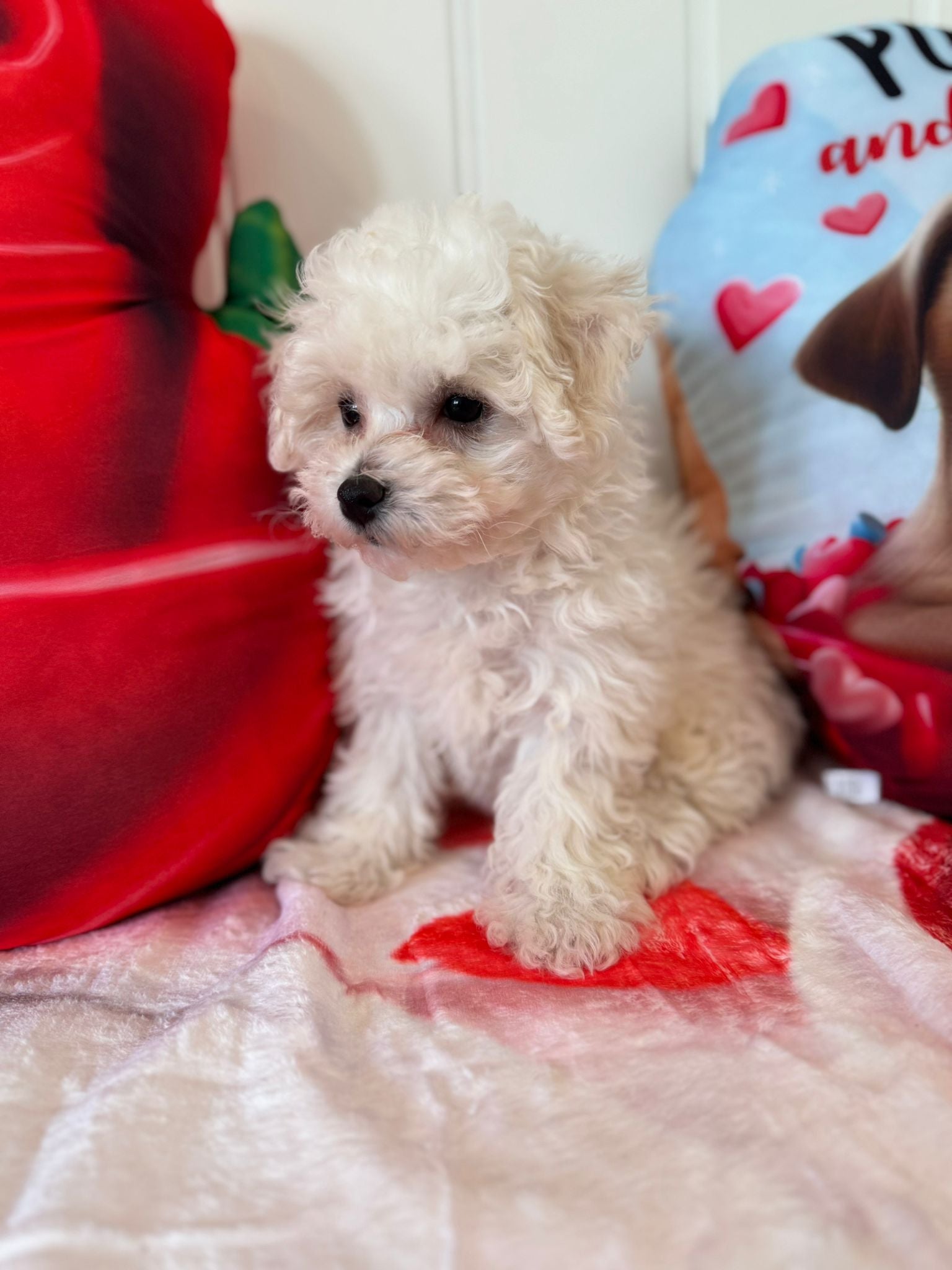 Yvette (Bichon Frise)