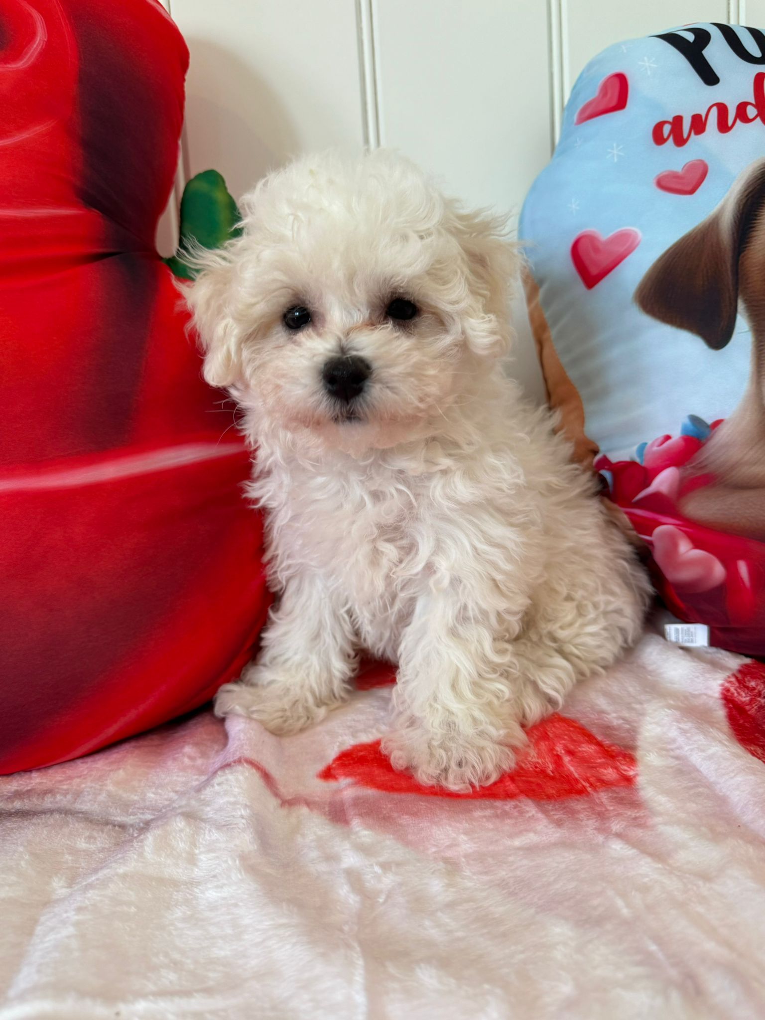 Yvette (Bichon Frise)