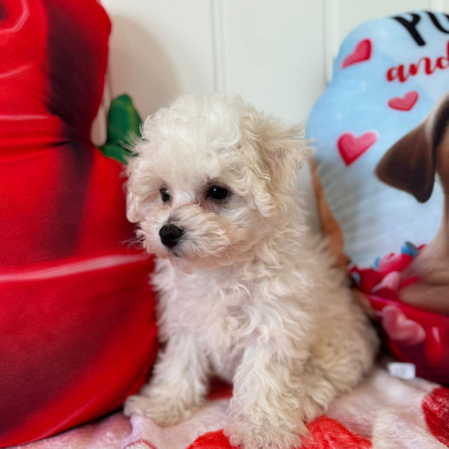 Yvette (Bichon Frise)