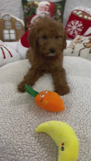 Bella (Mini-Goldendoodle F1B)