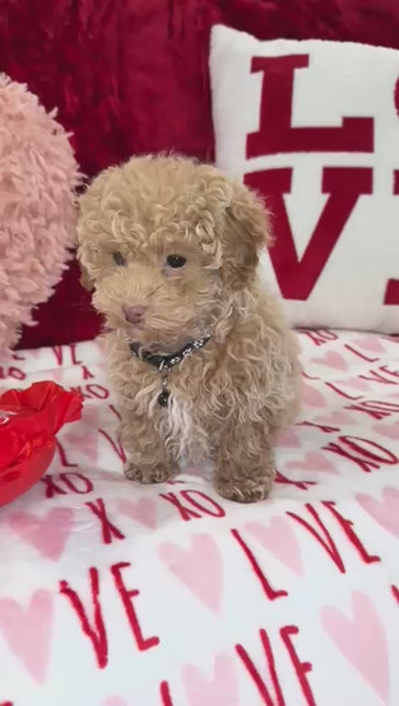 Landon  (Toy Poodle)