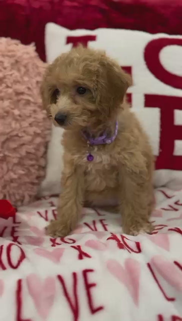 Vanessa (Bichon Poodle)