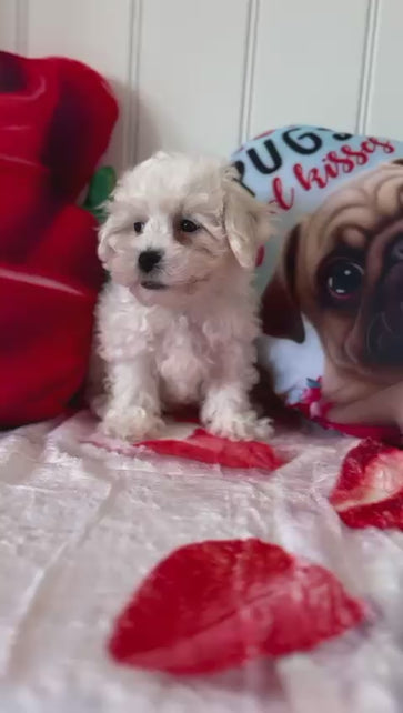 Yandel (Bichon Frise)