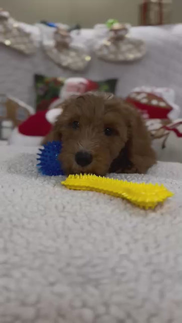 Benny (Mini-Goldendoodle F1B)