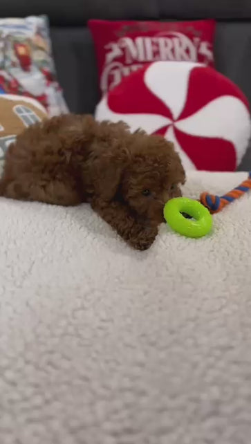 Ashton (Toy Poodle)